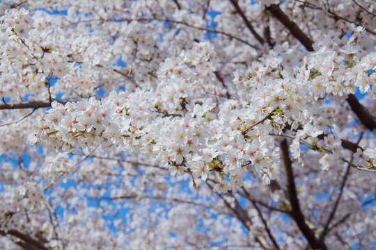 樱花