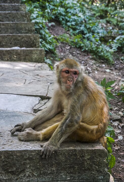 贵阳黔灵山公园猴子