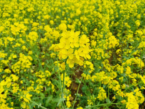 油菜花