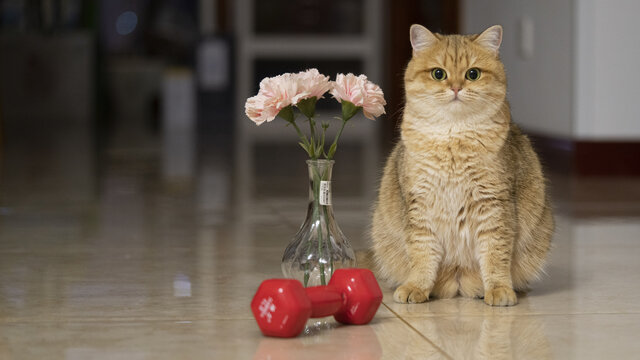 室内金渐层猫玩具