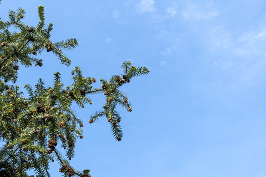 仰望蓝色天空杉树