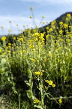 油菜花