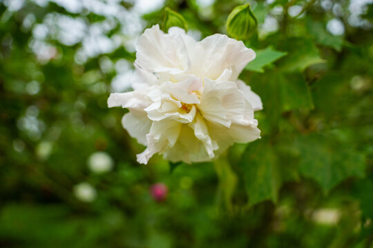 白色开花植物木芙蓉