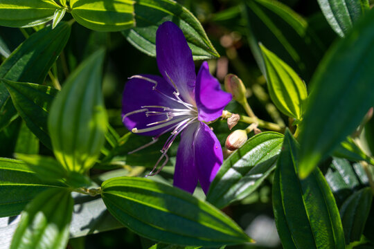 紫花植物巴西野牡丹