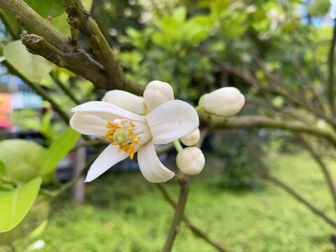 橙花