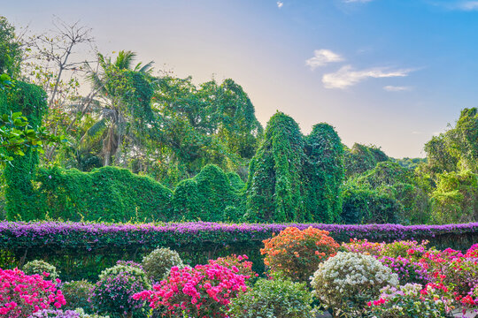 植物花园