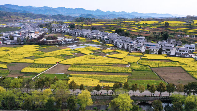 敖家坝油菜风光