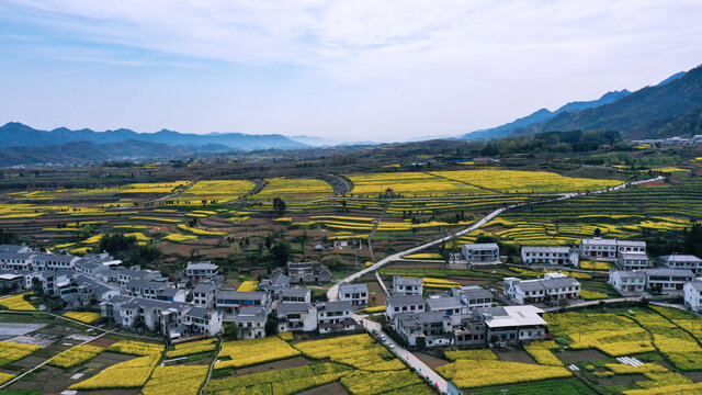 敖家坝油菜田地