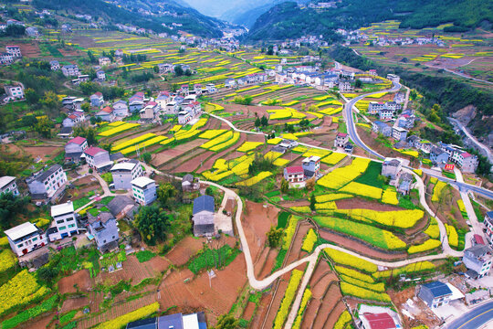 巫溪油菜全景