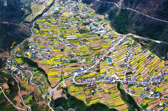 巫溪油菜美景