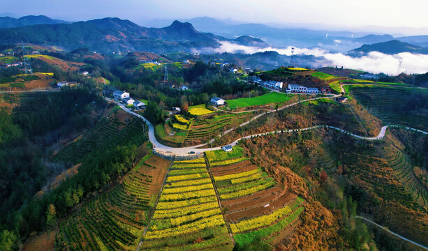 县河马鞍山油菜花