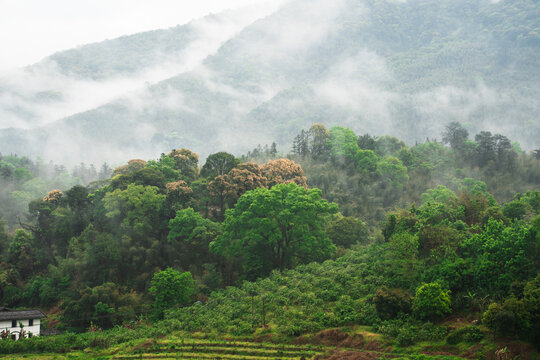 乡村风景