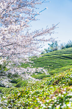 春天樱花与茶园