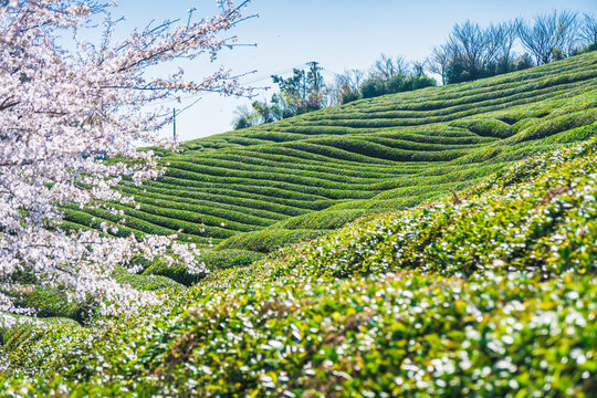 春天樱花与茶园