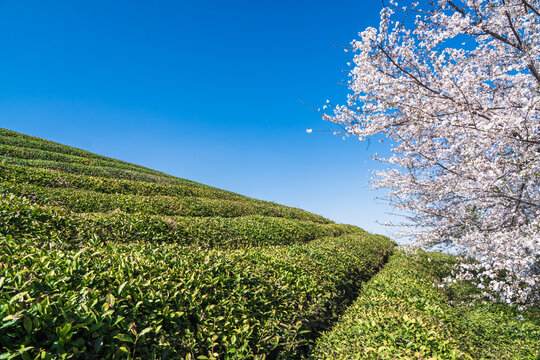 春天樱花与茶园