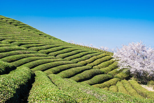 春天樱花与茶园