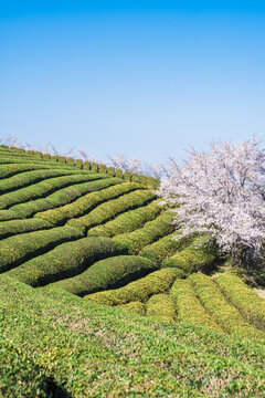 春天樱花与茶园