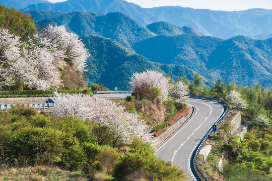 樱花盛开的盘山公路