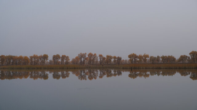 水中胡杨