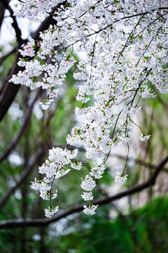 樱花盛开的白色樱花林