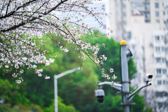 上海昌平路地铁站樱花季风光