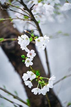 盛开的白色樱花
