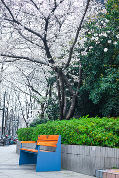 上海昌平路地铁站樱花季风光