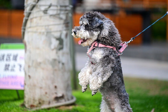 可爱的宠物犬宠物狗