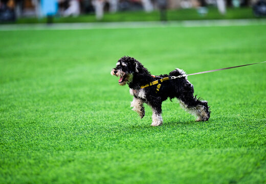 可爱的宠物犬宠物狗