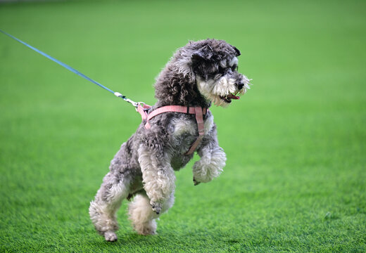 玩耍的宠物犬宠物狗