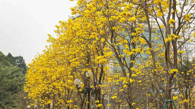 黄花风铃木