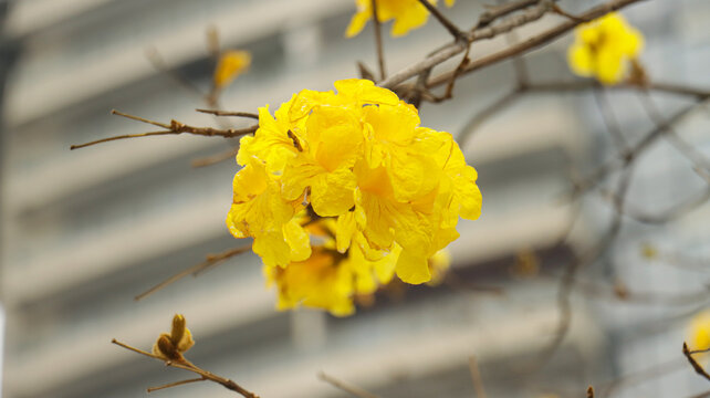 黄花风铃木