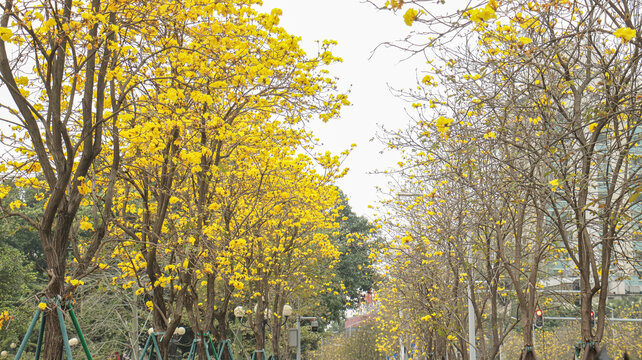 黄花风铃木