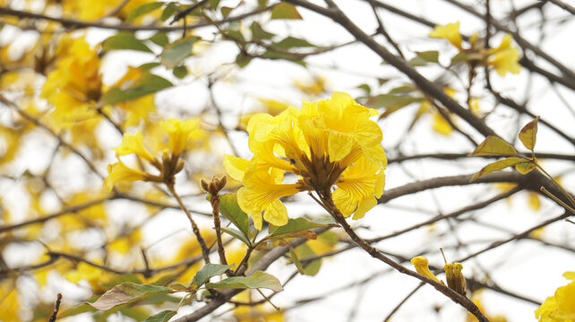 黄花风铃木