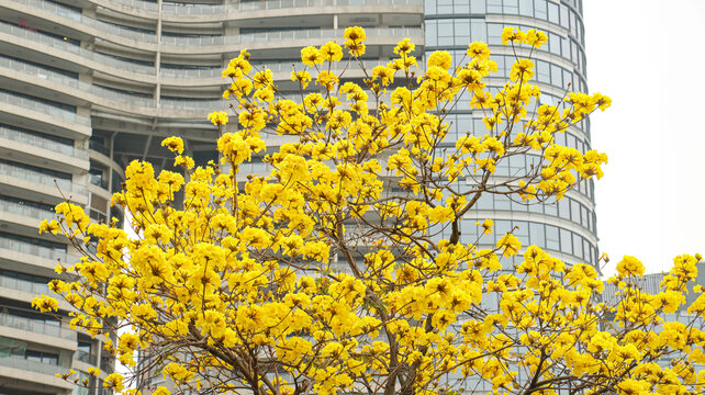 黄花风铃木