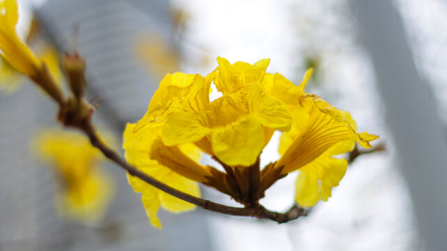 黄花风铃木