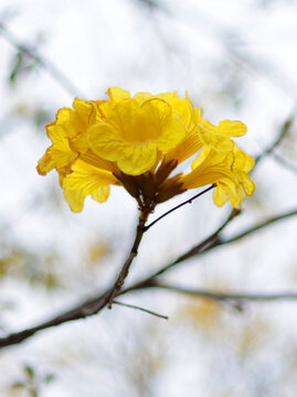 黄花风铃木