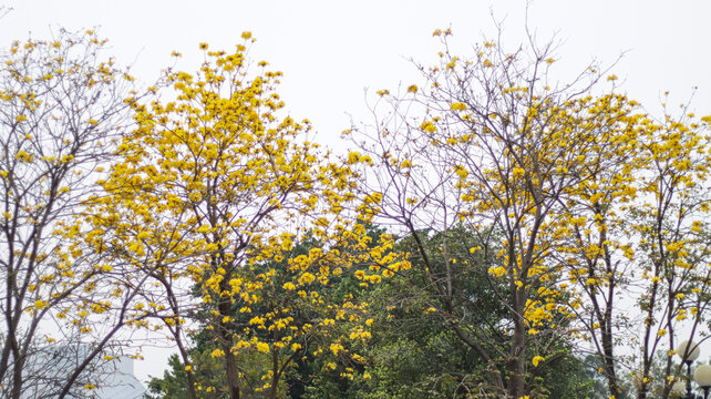 黄花风铃木