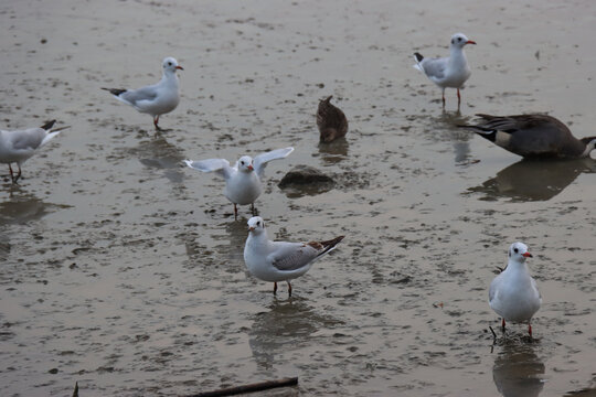 深圳湾海鸥