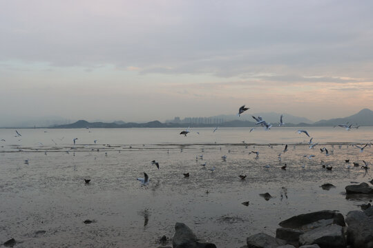 深圳湾海鸥