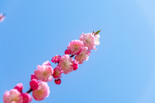 春天梅花盛开满园春色