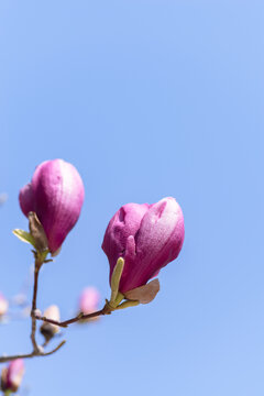 春天盛开的玉兰花