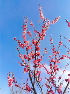 春天碧桃花开