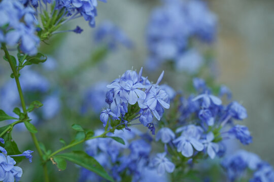 蓝色开花植物蓝花丹