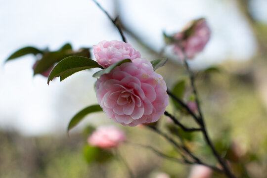 山茶花