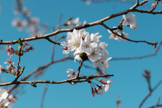 樱花