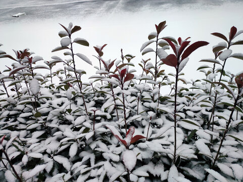 雪后红叶石楠