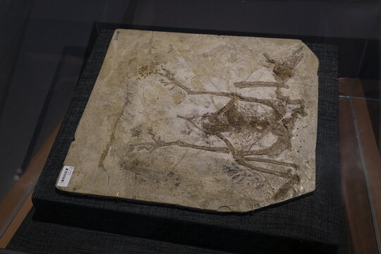 早白垩世马氏燕鸟化石
