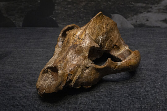 中更新世中华硕鬣狗化石