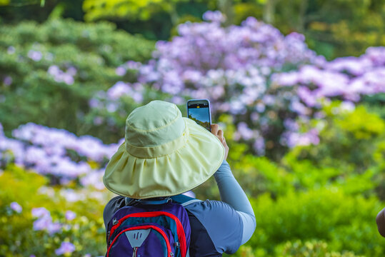 赏花时节